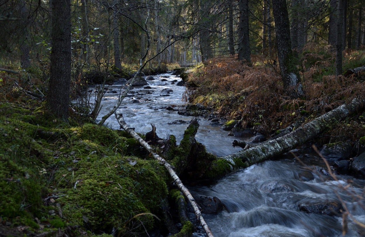 Höstljus i Åskillnaden