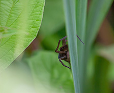 Spindelkvinnan