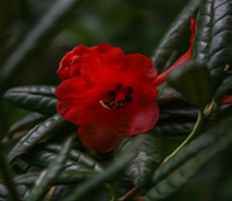 Rhododendronnon