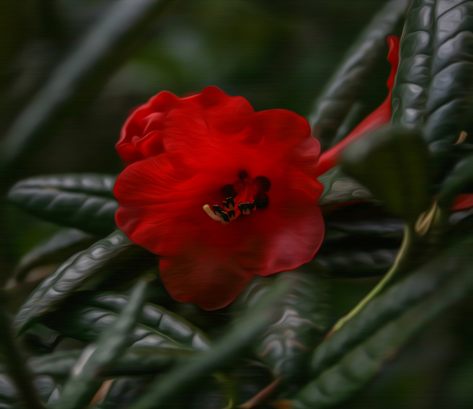 Rhododendronnon