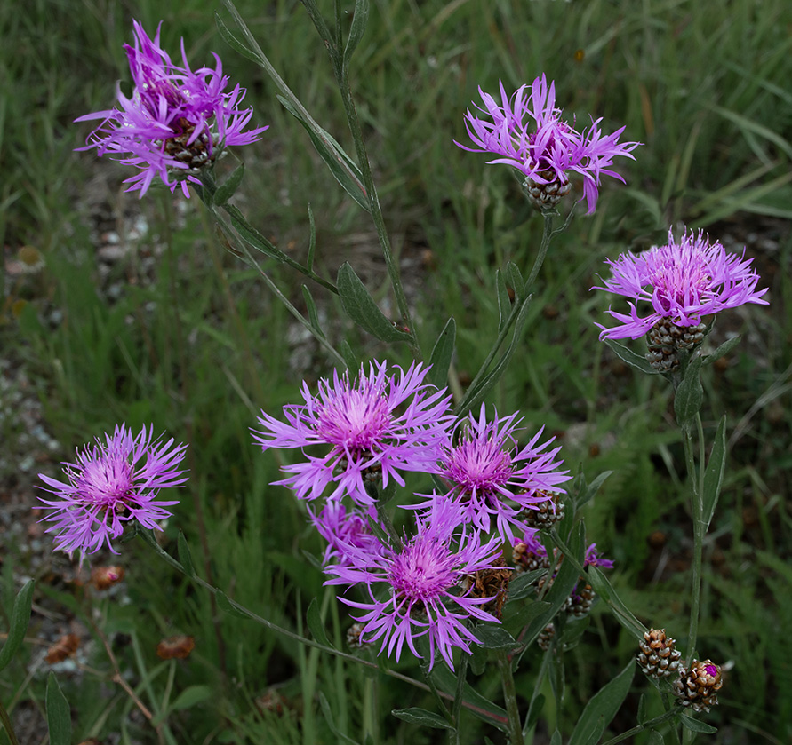 Centaurea Jacea - Rödklint