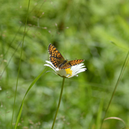 Schmetterling