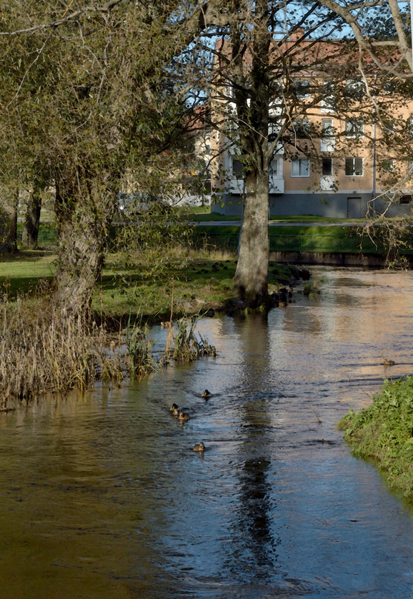 Ankparad vid Brogatan