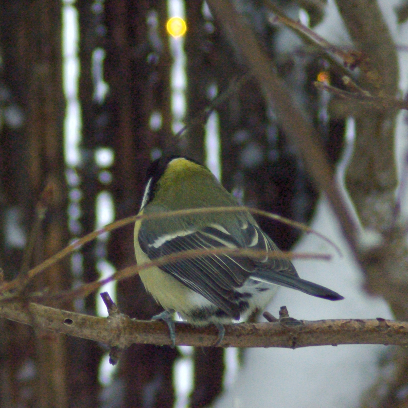 Fågeldjävel på kvisthlvetet (Parus Major)