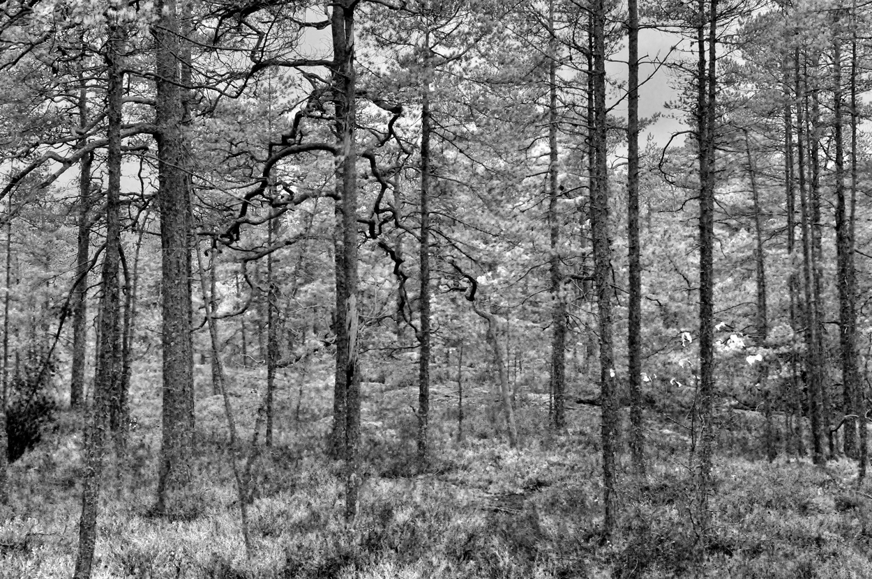 Tallar på Gåsmyrberget