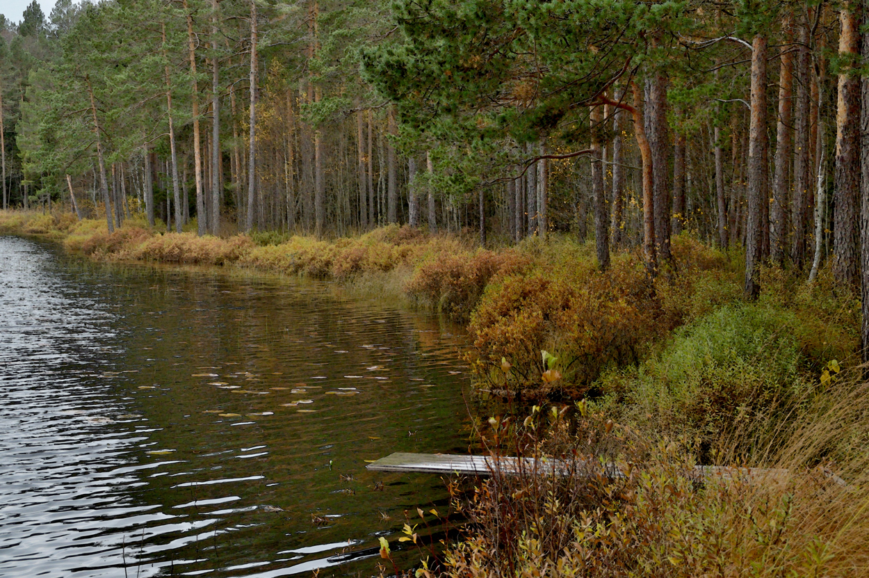 Brygga och Pors vid Sköltjärn