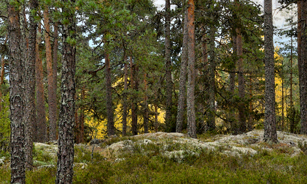 Tallstammar i Hallstahammar