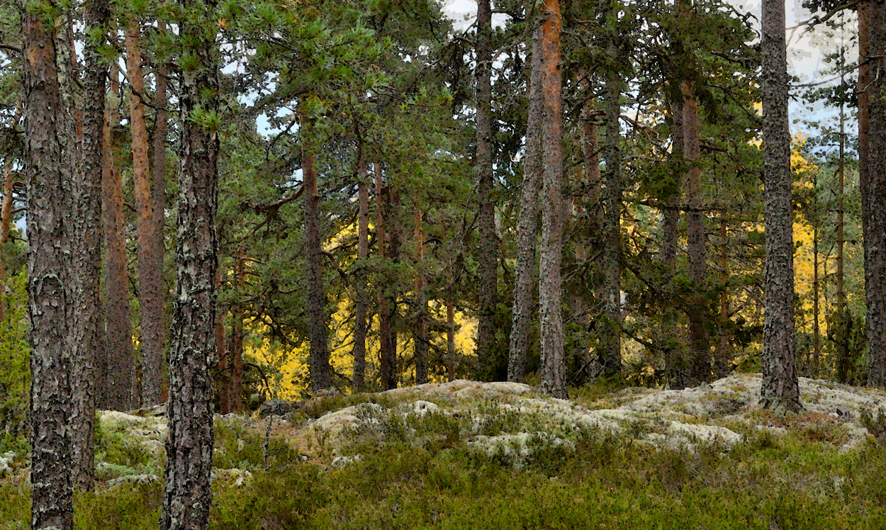 Tallstammar i Hallstahammar