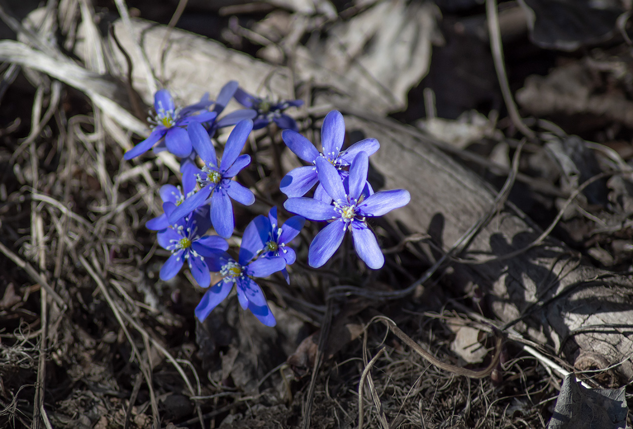 Blå anemonerna, mandelträdsblommorna stå som en sky över kullarna, tupparna gal bortom tullarna.