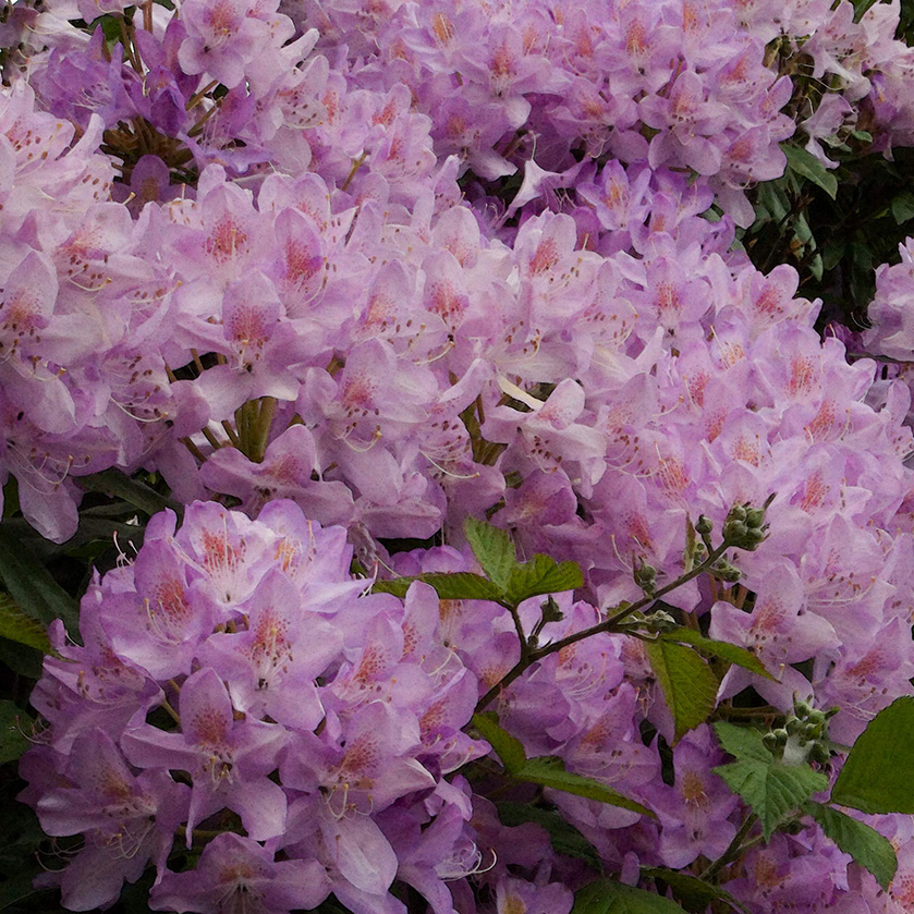 Rhododendrokopus