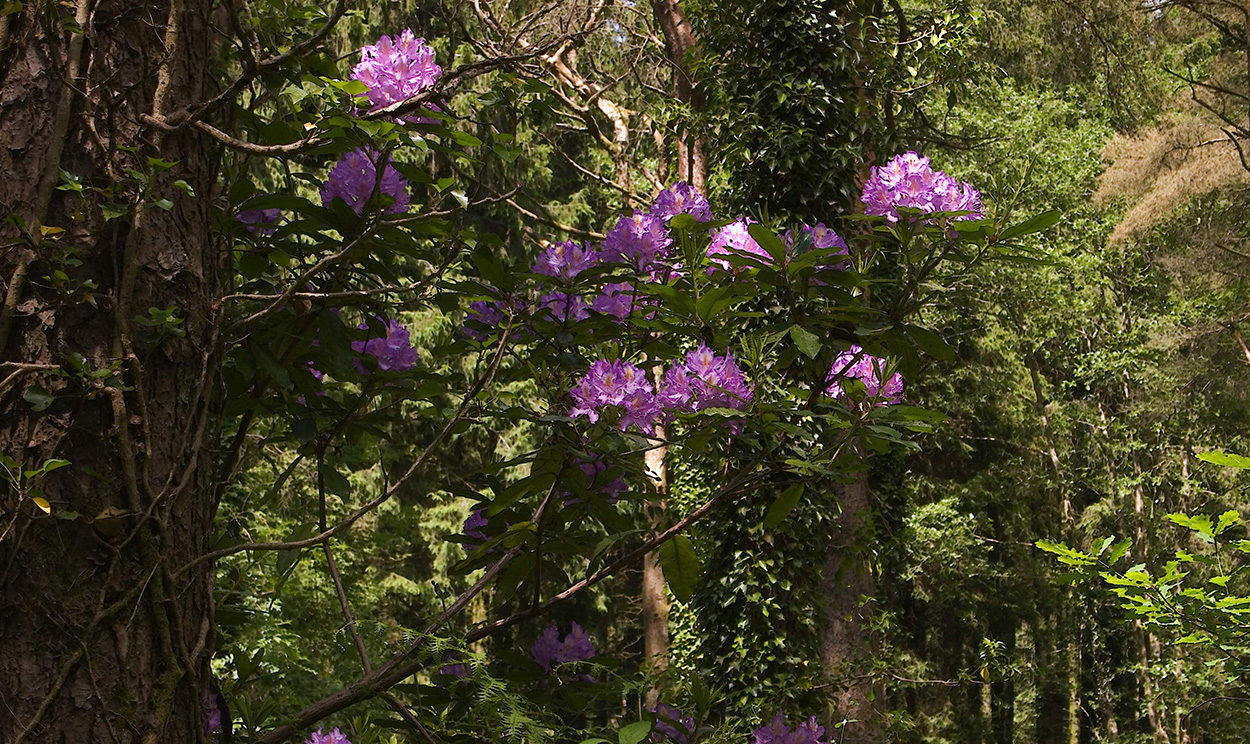 Rhododendron