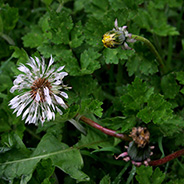 Taraxacum Vulgare