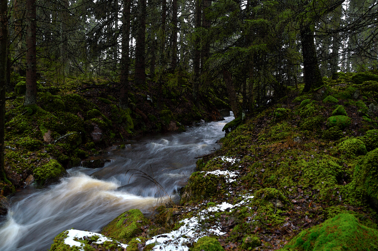 Mossis i Trollboskogen