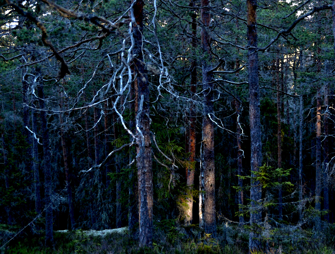 Skrymning i skogen