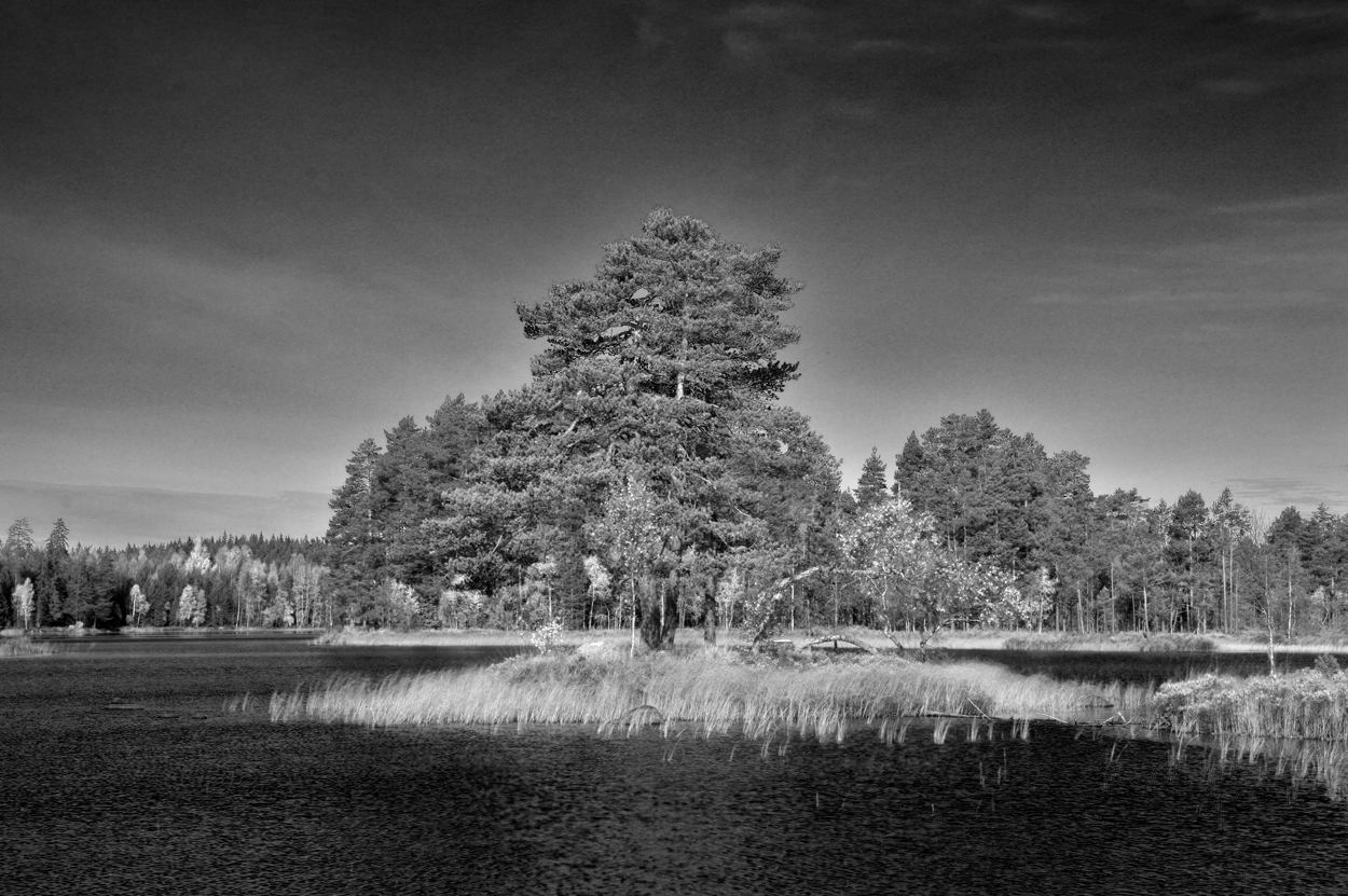 Höst på holme i Fjällingtjärn