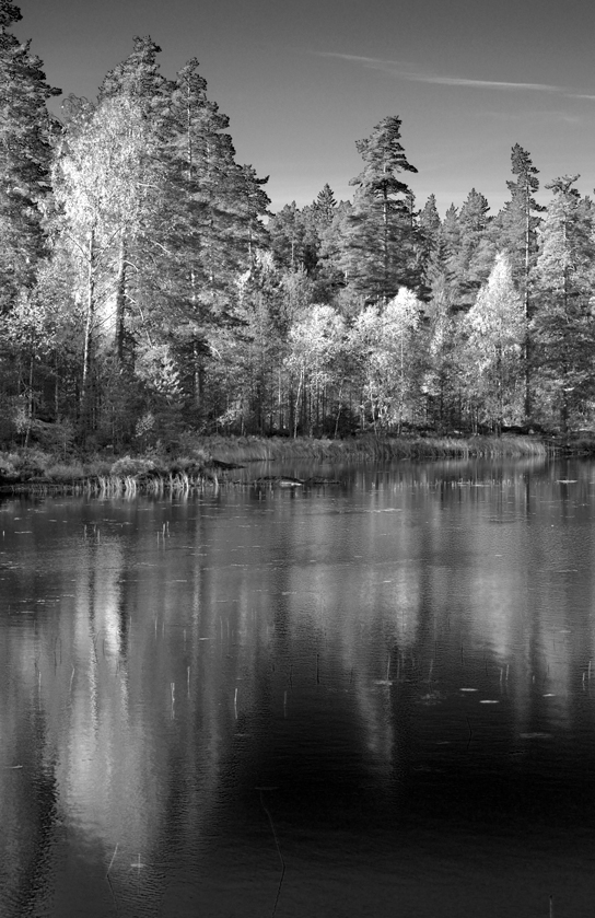 Skogsbryn reflekterar i vatten