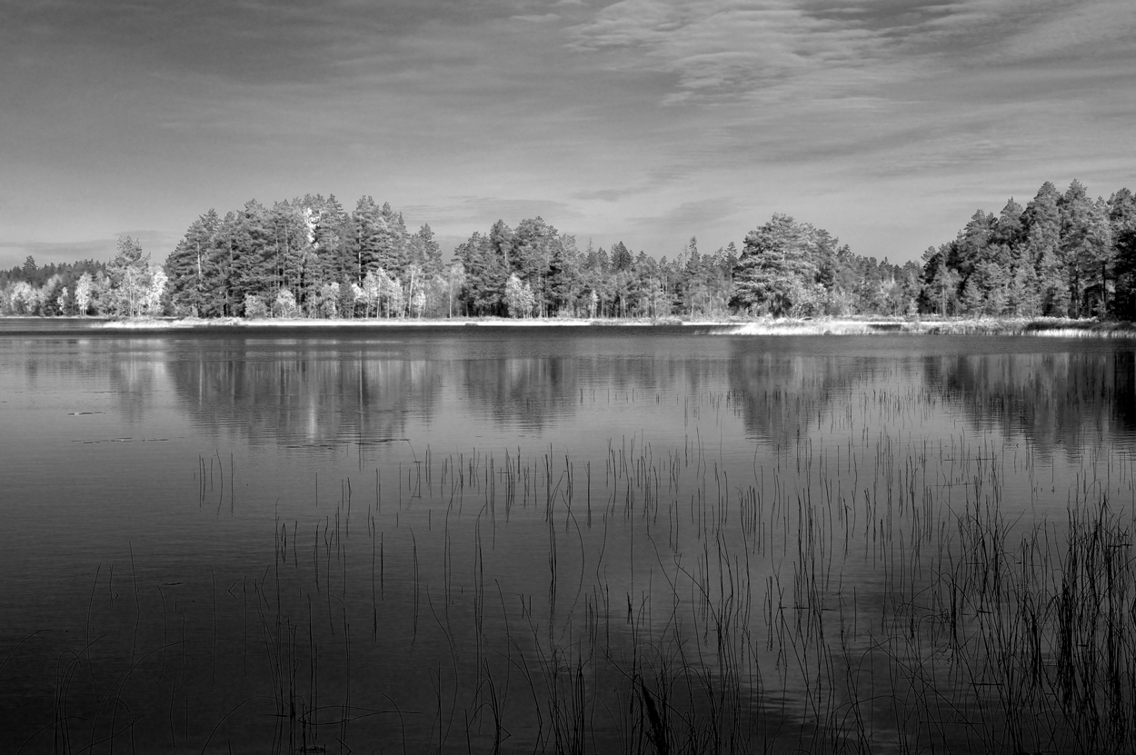 Vatten himmel och skog