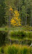 Höstfärger vid Stora Kedjen