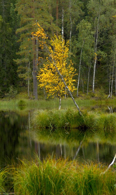 Höstfärger vid Stora Kedjen