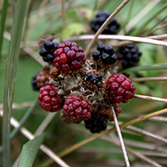 Black berries (Björnbär)