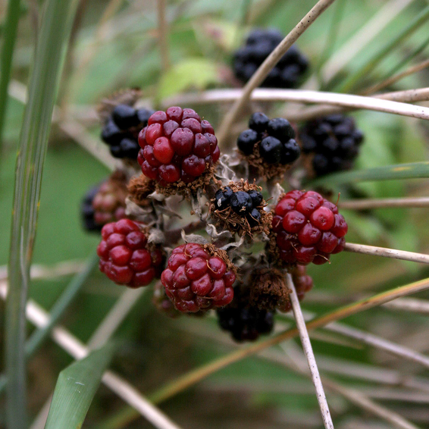 Black berries (Björnbär)