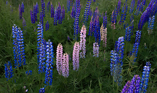 Blomsterlupin