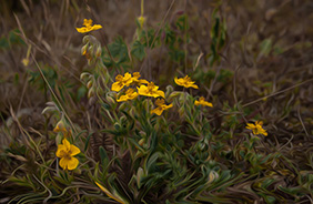 Potentilla