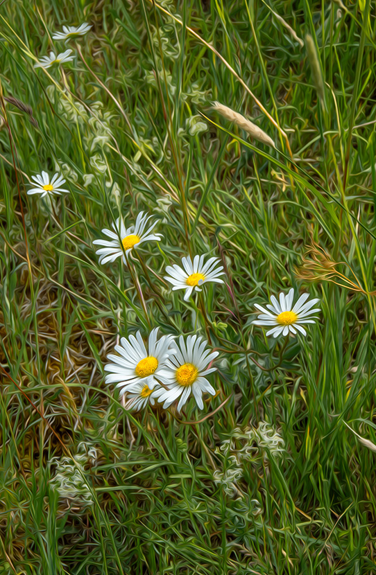 Chrysantemums