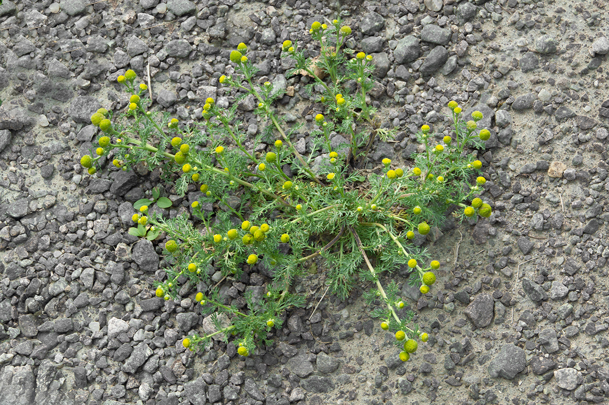 matricaria matricarioides