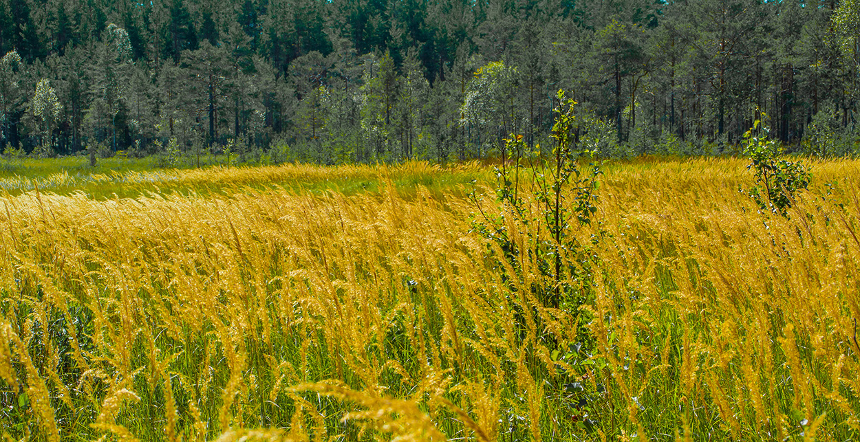 Fields of gold