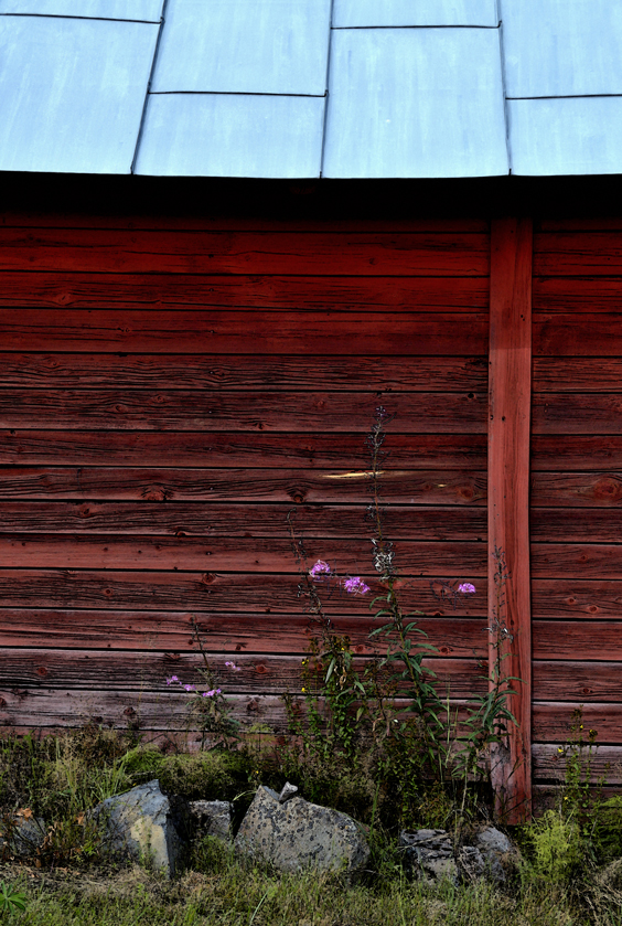 Wallflower to be plocked