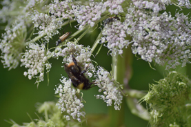 Blivande före detta insekter