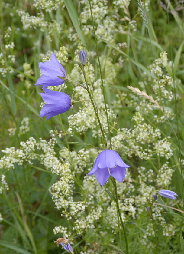 Campanula