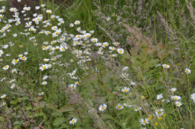 Leucanthemum