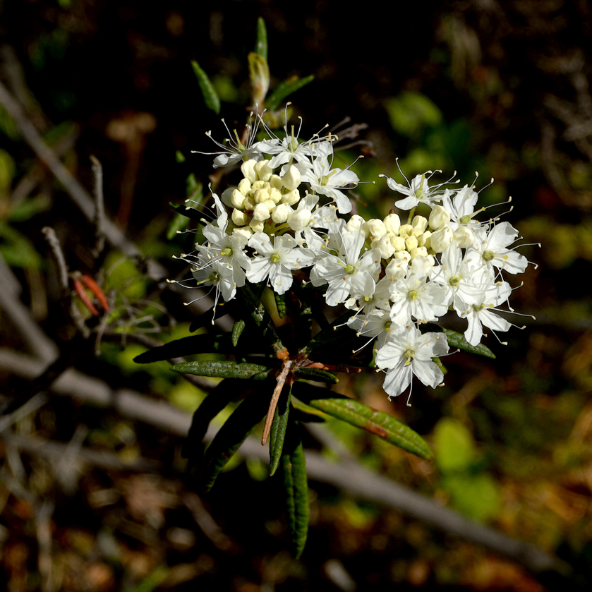 Skvattramblomma