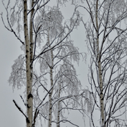 Kvistigt sa Bävern om barren