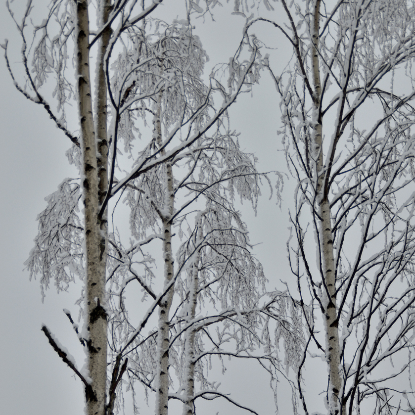 Kvistigt sa Bävern om barren 