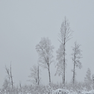 Den som ser stammar i snö skådar ett talfel