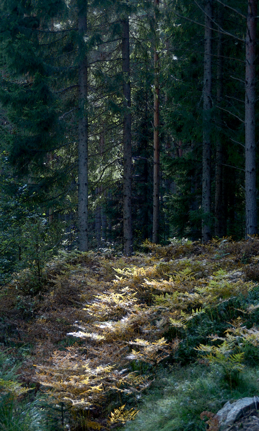 Skogsbrynet vid skogsvägen