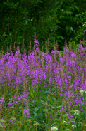 Angustifolium på landet