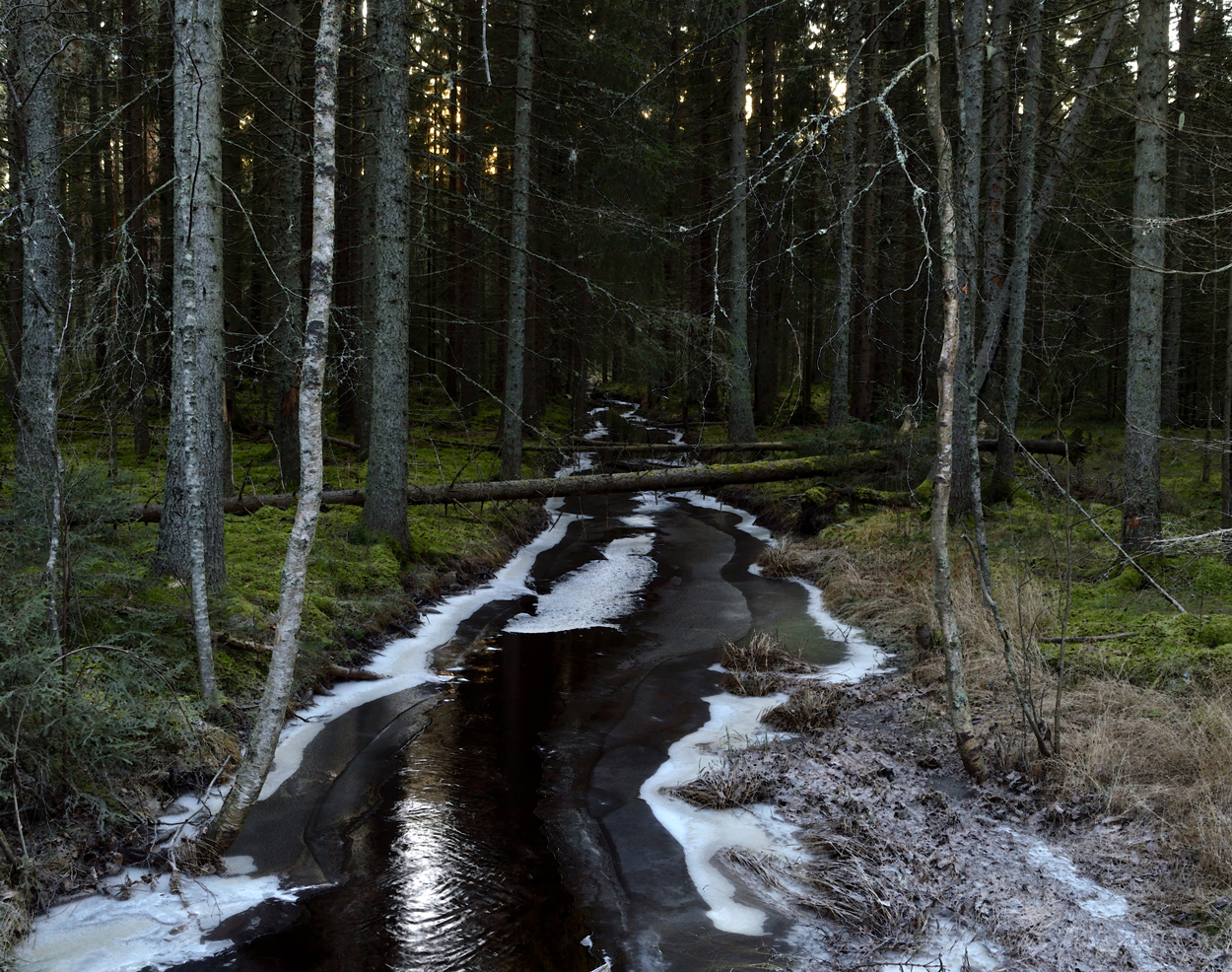 Stilla slingrar sikjäveln synandes skogshelvetet