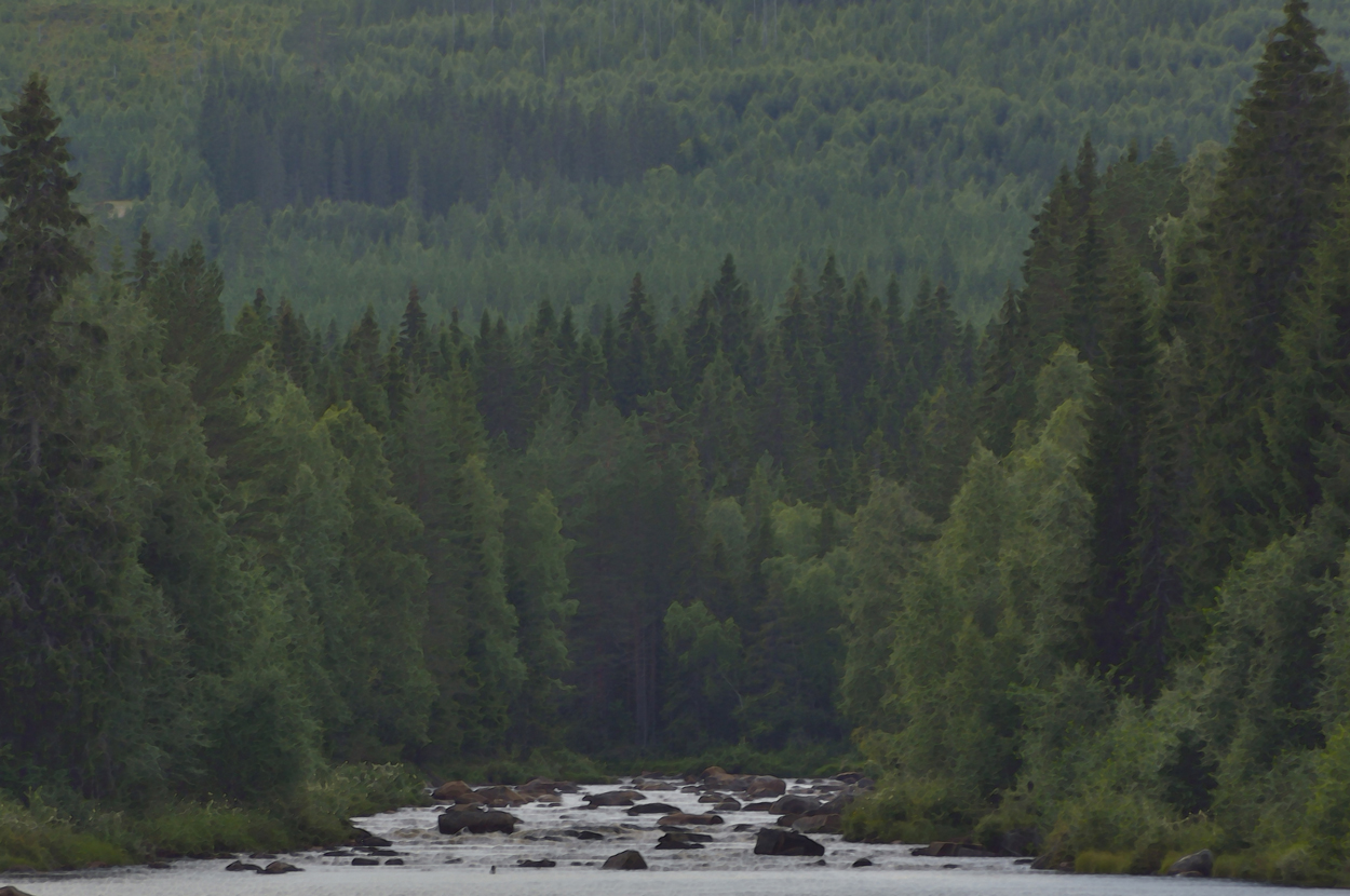 The mighty pines of the valleys