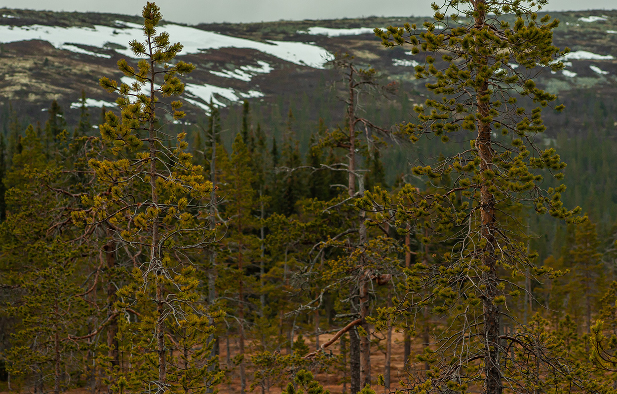 Tallbild vid nästan fjäll