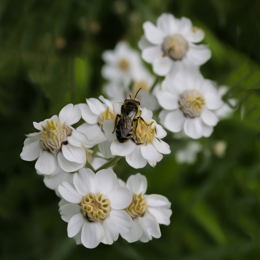 Blomfluga på Nysört