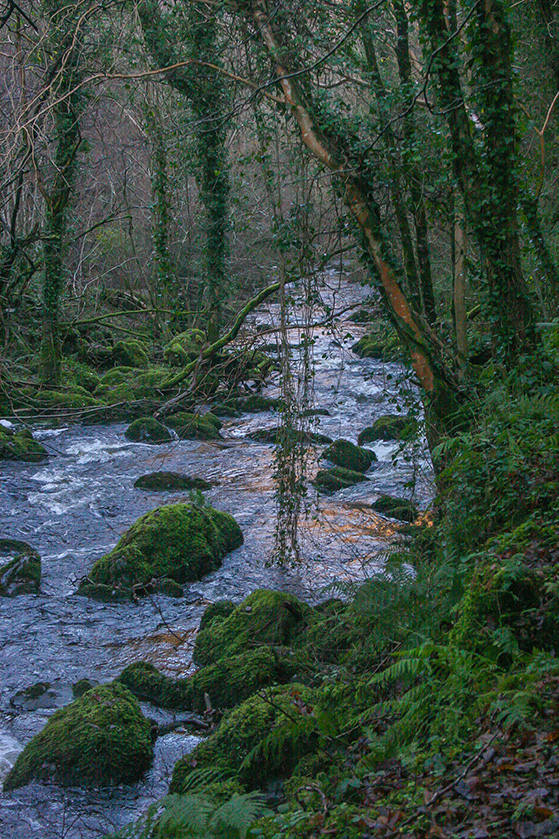 Devils Glen Wood