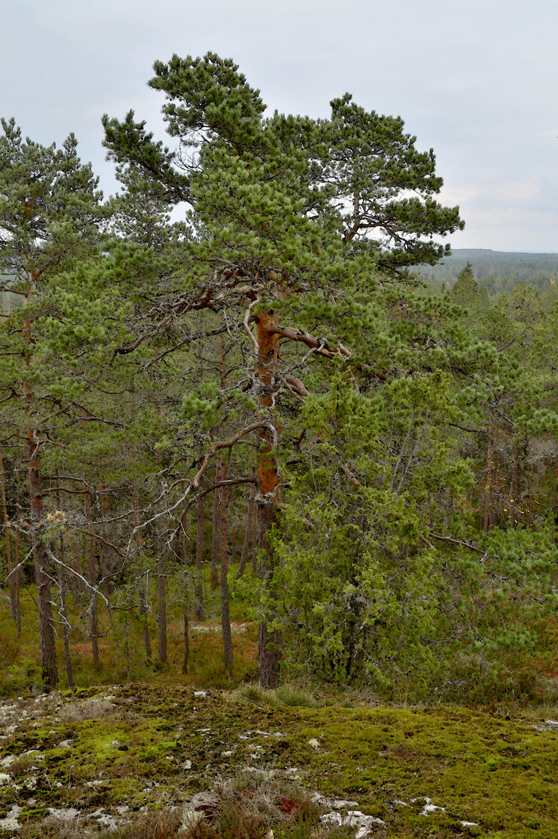 Gammal tall på berget