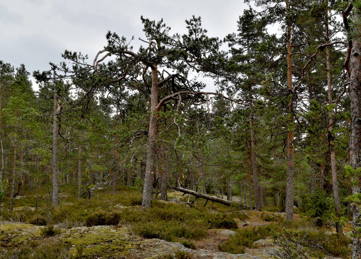 Gåsmyrbergets naturreservat