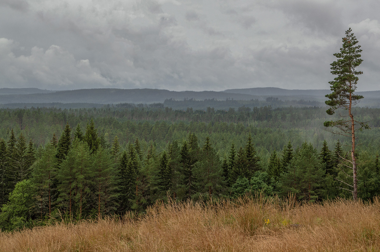 Skogsvy (Limes Norrlandicus)