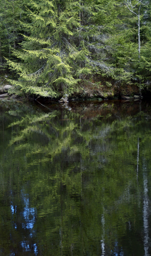 Vattenspegling kan ses under fina degar