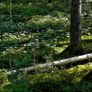 Risigt sa räven om röran